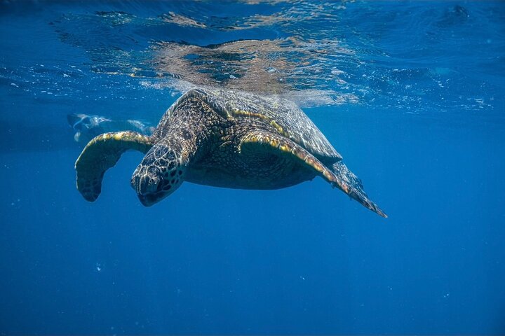 Turtle Canyons Snorkel from Waikiki (Semi Private Boat Tour) - Image 1