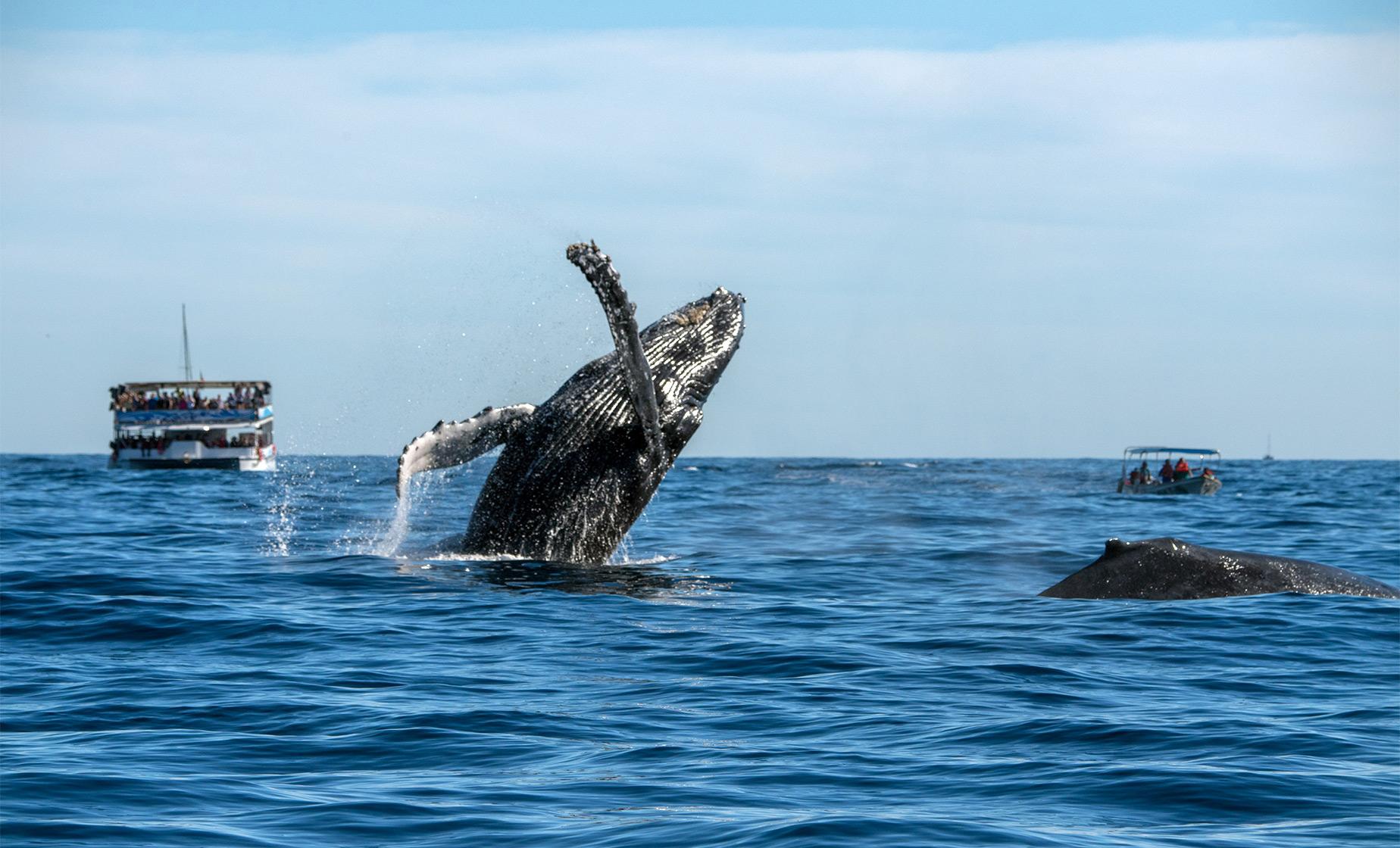Waikiki Whale Watching - Image 1