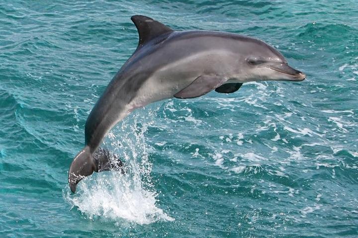 West Oahu Whale-Watching Excursion - Image 5