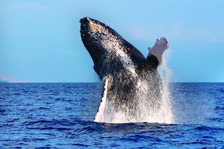 West Oahu Whale-Watching Excursion - Image 1