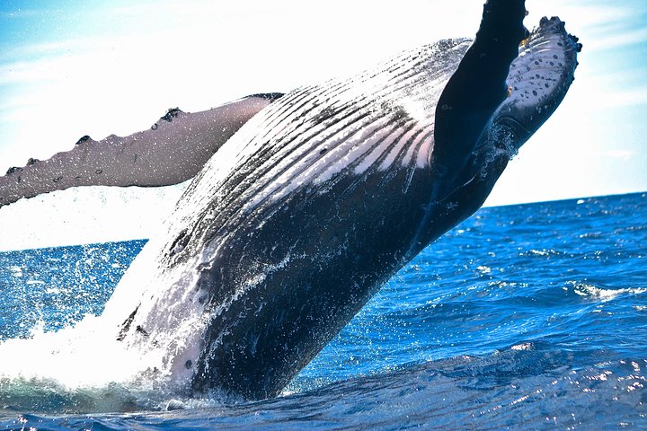 West Oahu Whale-Watching Excursion - Image 2