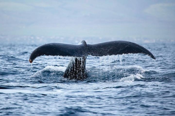West Oahu Whale-Watching Excursion - Image 4