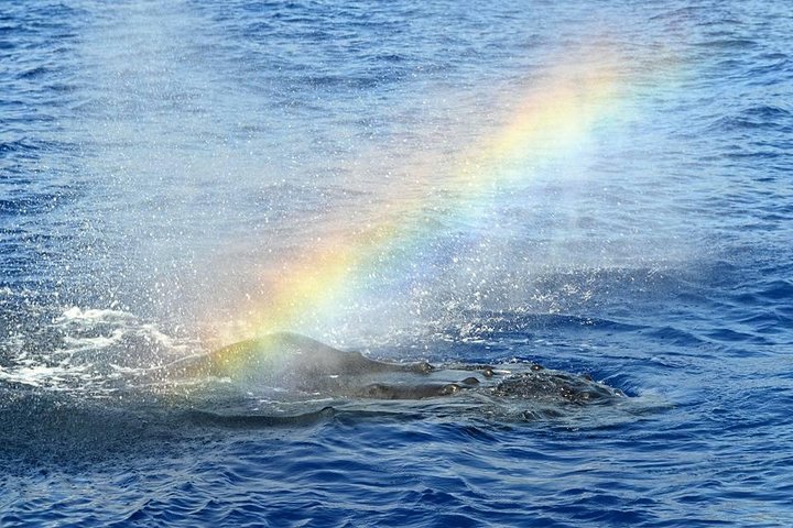 West Oahu Whale-Watching Excursion - Image 3