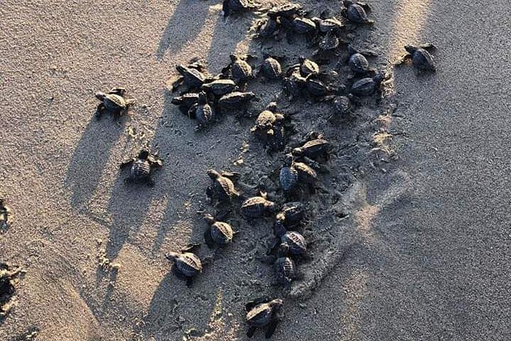 Amazing Turtle Release Tour - Image 5