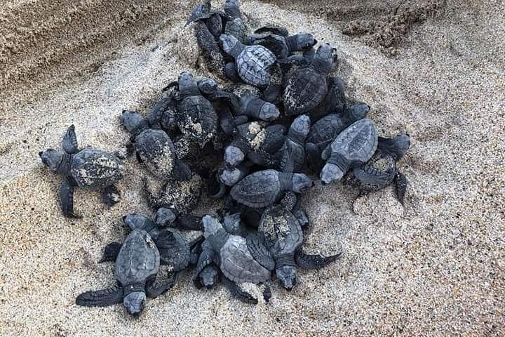 Amazing Turtle Release Tour - Image 2