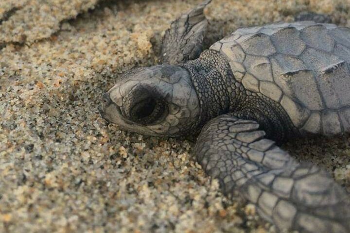 Amazing Turtle Release Tour - Image 1