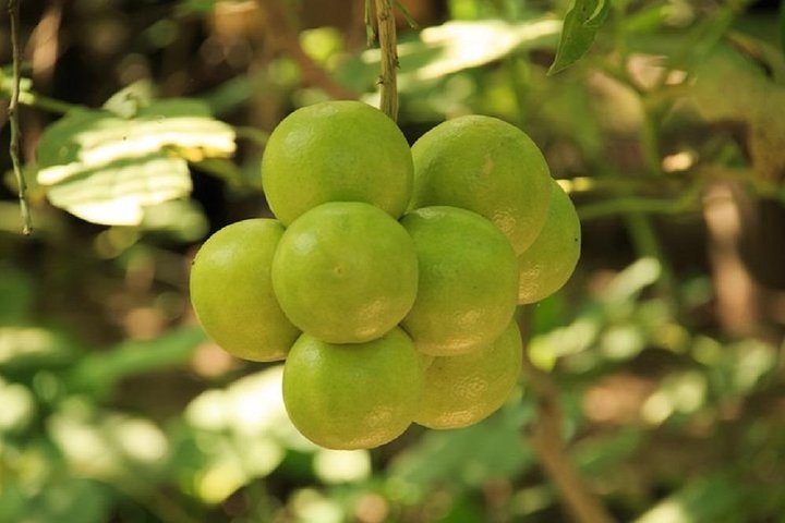 Authentic Rural Mexican Experience - Image 4