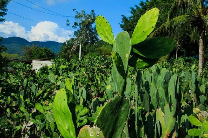 Authentic Rural Mexican Experience - Image 3