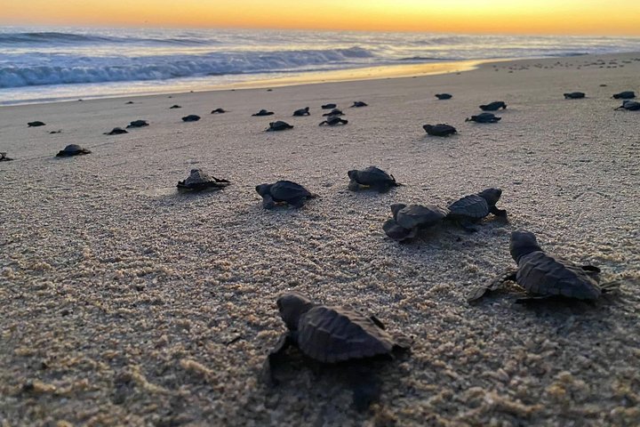 Baby Turtle Release in Coyote Escobilla Beach - Image 1
