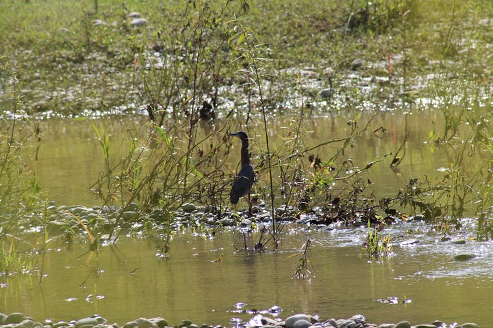 Bird Watching Tour Huatulco HT - Image 3