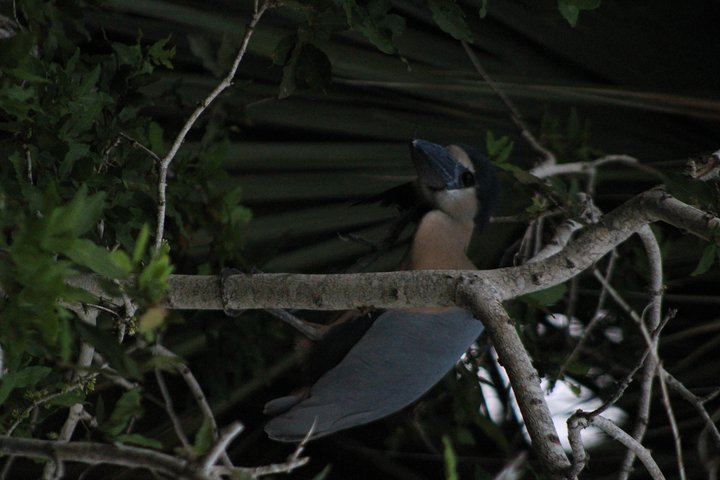 Bird Watching Tour Huatulco HT - Image 4