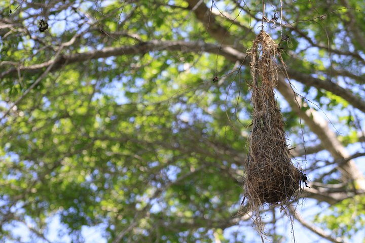 Bird Watching Tour Huatulco HT - Image 5