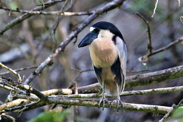Bird Watching Tour Huatulco HT - Image 1