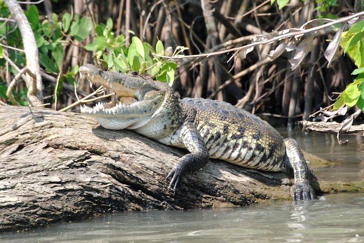 Croc´s & Turtle Aquarium - Image 1