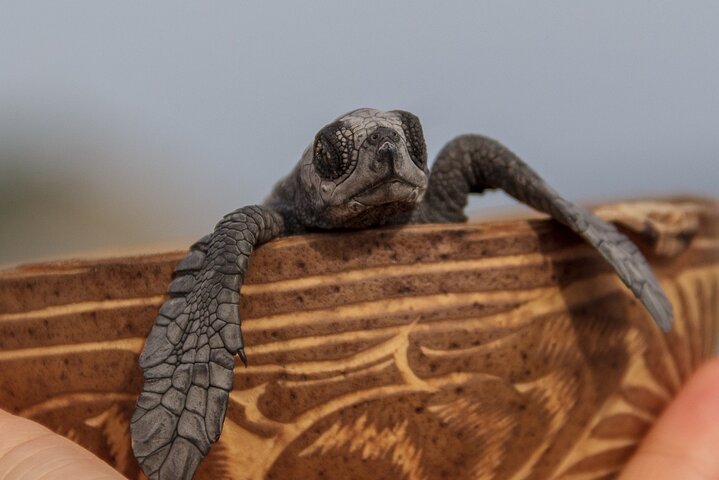 From Huatulco: Turtle Release & Bioluminescence - Image 3