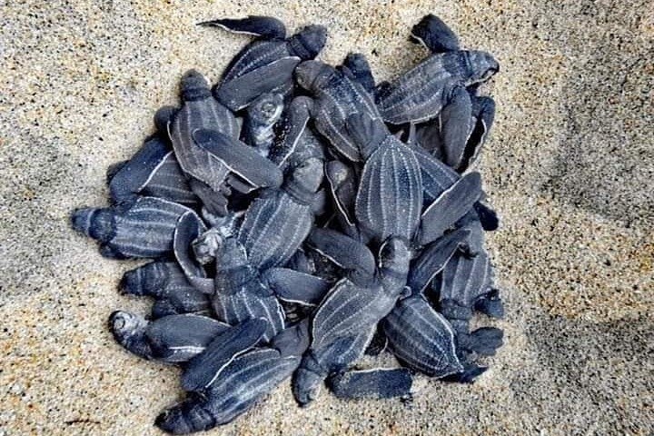 From Huatulco: Turtle Release & Bioluminescence - Image 1