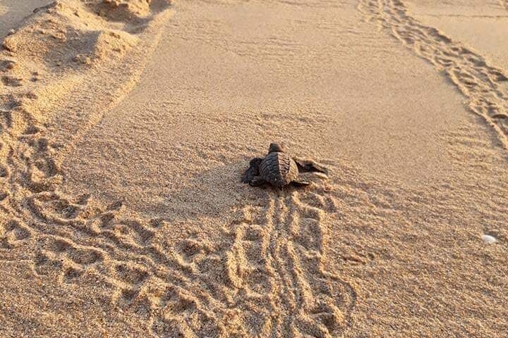 From Huatulco: Turtle Release & Bioluminescence - Image 2