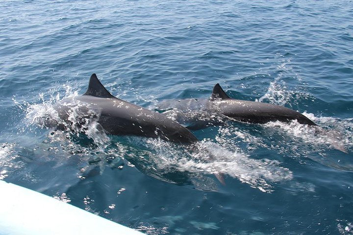 Huatulco Shore Excursion: Seven Bays Private Tour - Image 1