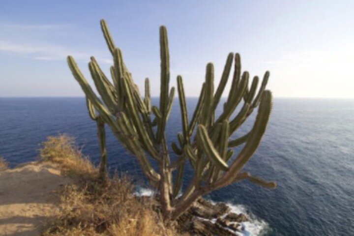 Huatulco's Shore Excursion: Customs and Traditions Tour - Image 3