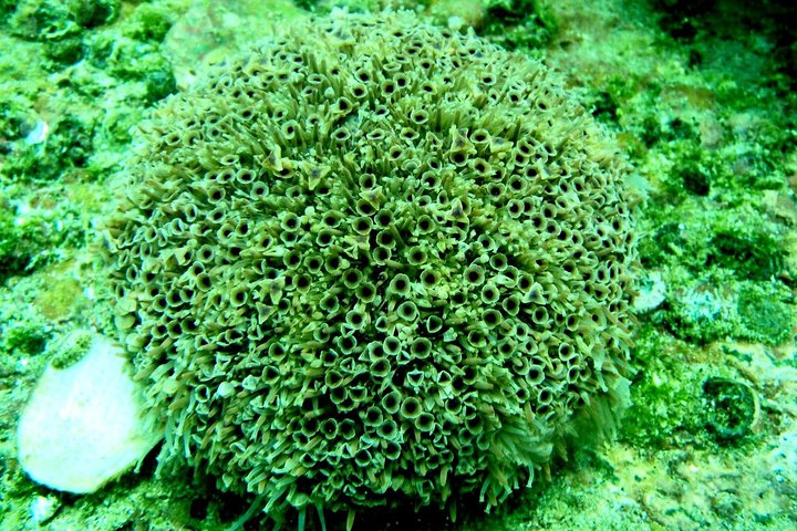 Private. Snorkeling Experience from Huatulco HT - Image 4