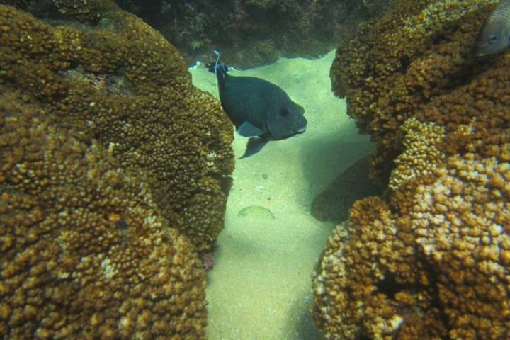 Private. Snorkeling Experience from Huatulco HT - Image 5