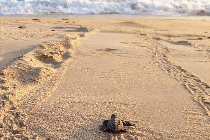 Private tour to release turtles with tickets included - Image 1