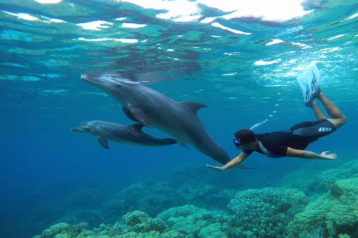 2 Diving stops at the most beautiful coral reefs Hurghada  - Image 4