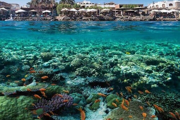 2 Diving stops at the most beautiful coral reefs Hurghada  - Image 3