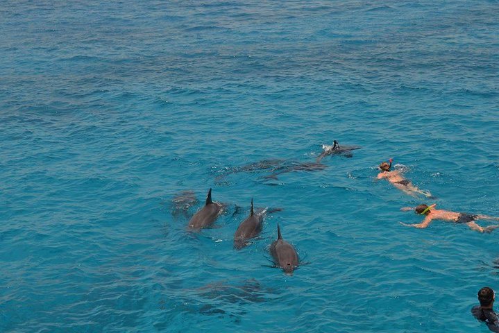 Dolphin House sea trip - Image 1