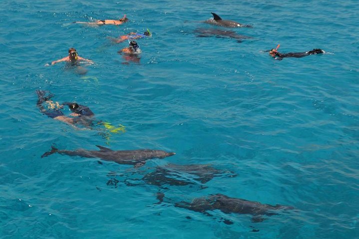 Dolphin House sea trip - Image 3