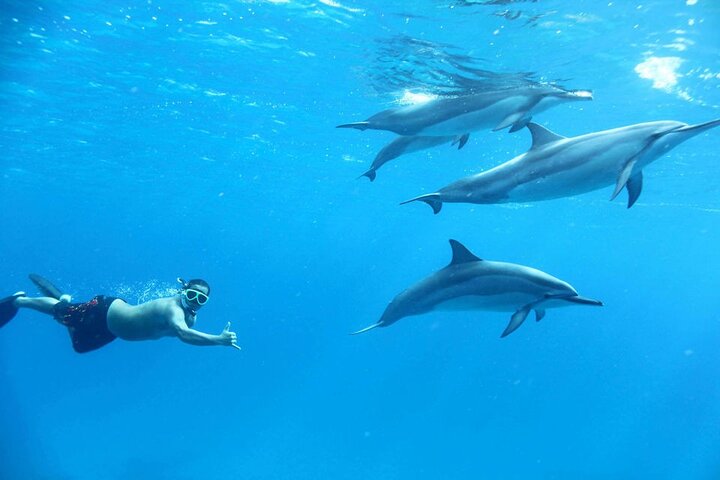 Dolphin House Sea Trip - HURGHADA VIP - Image 2