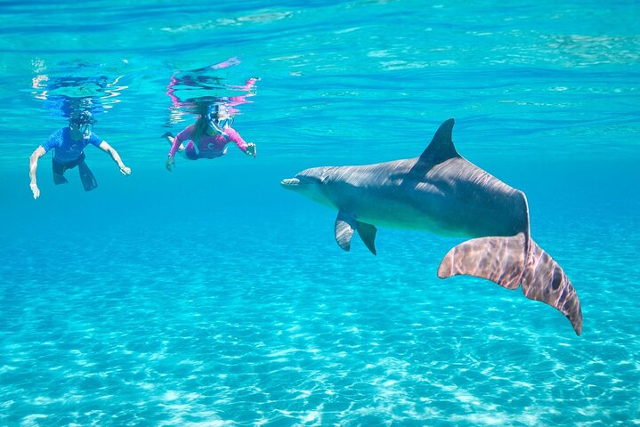 Dolphin House Sea Trip - HURGHADA VIP - Image 1