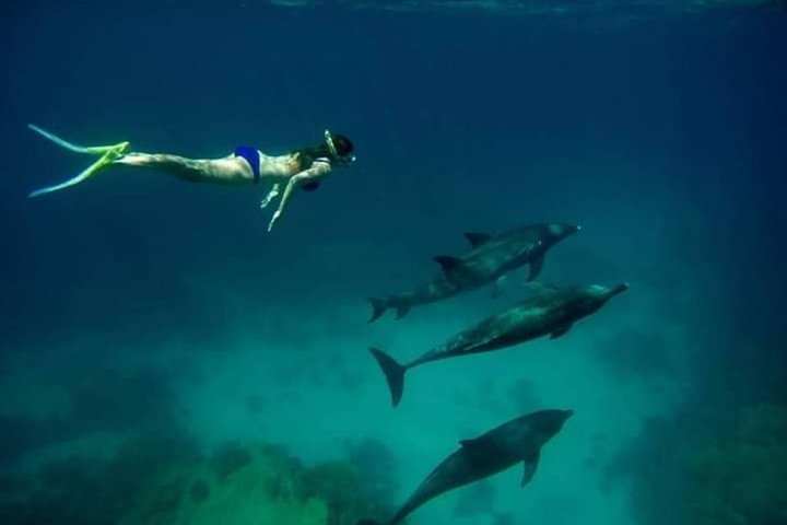 Dolphin house trip in hurghada - Image 1