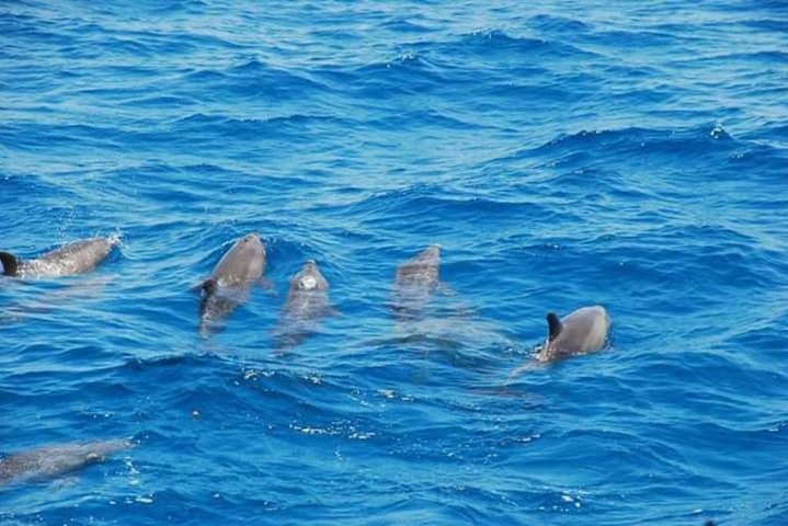 Dolphin house trip in hurghada - Image 4