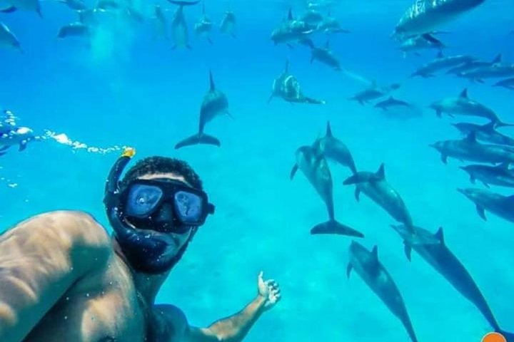 Dolphin house trip in hurghada - Image 2