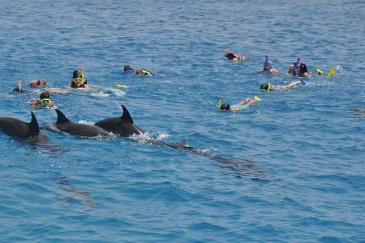 Dolphin house trip in hurghada - Image 3