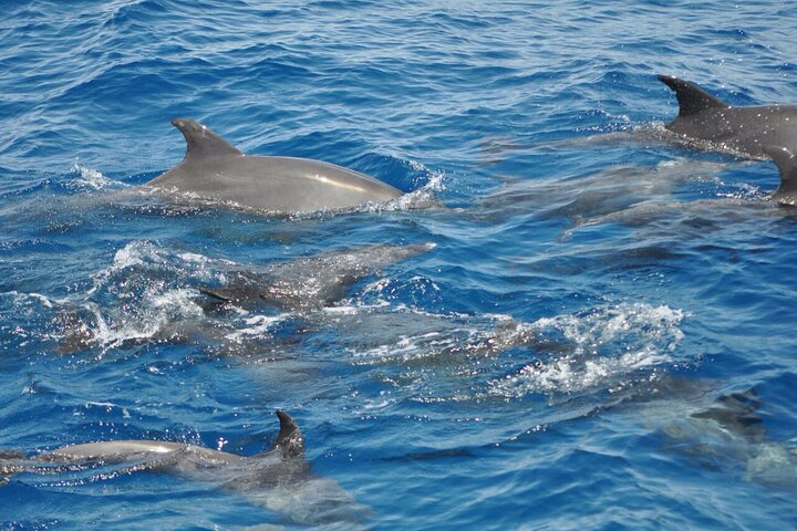 Dolphin tour banana boat from Bay / Sahl Hasheesh / Soma Bay / Safaga - Image 1