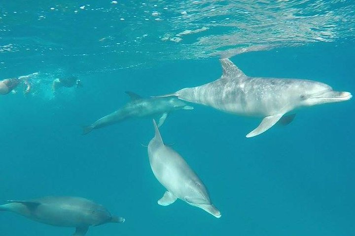 Dolphin tour banana boat from Bay / Sahl Hasheesh / Soma Bay / Safaga - Image 2