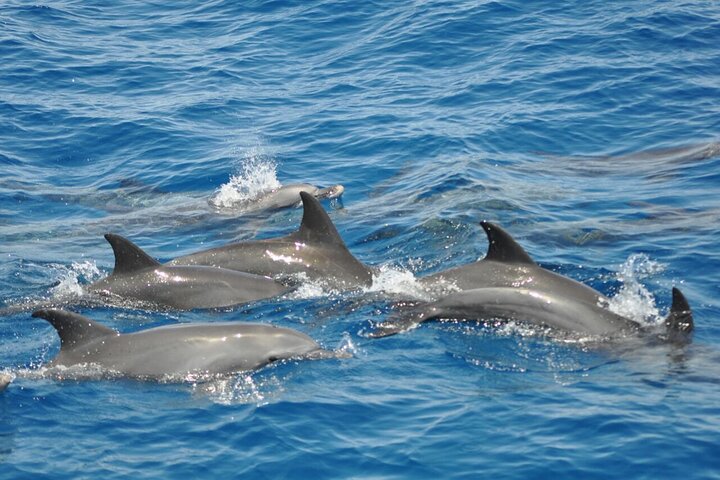 Dolphin tour banana boat from Bay / Sahl Hasheesh / Soma Bay / Safaga - Image 5