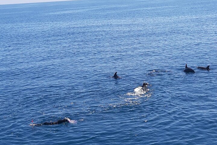Dolphin tour & banana boat fun with snorkeling from Hurghada - Image 3