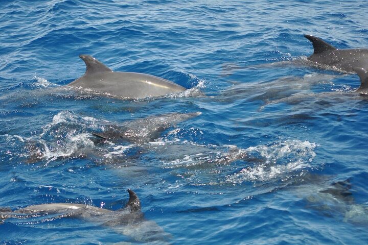Dolphin tour from El Gouna - Image 4