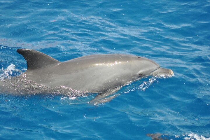 Dolphin tour from El Gouna - Image 5
