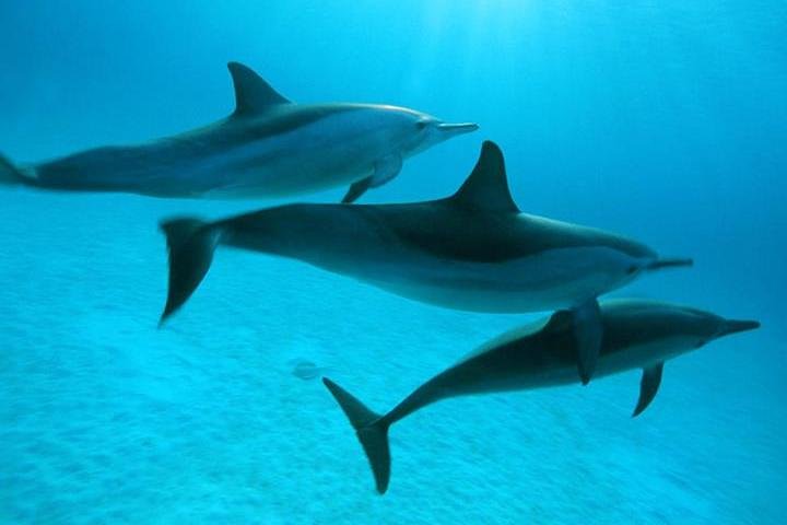 Dolphin tour from El Gouna - Image 2
