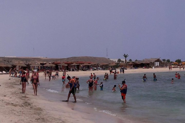 Dolphins and manatee in Abu Dabab from Hurghada - Image 5