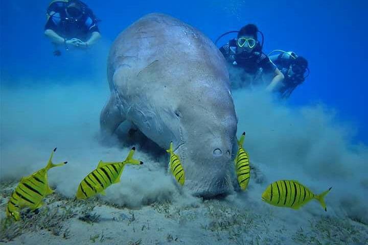 Dolphins and manatee in Abu Dabab from Hurghada - Image 4