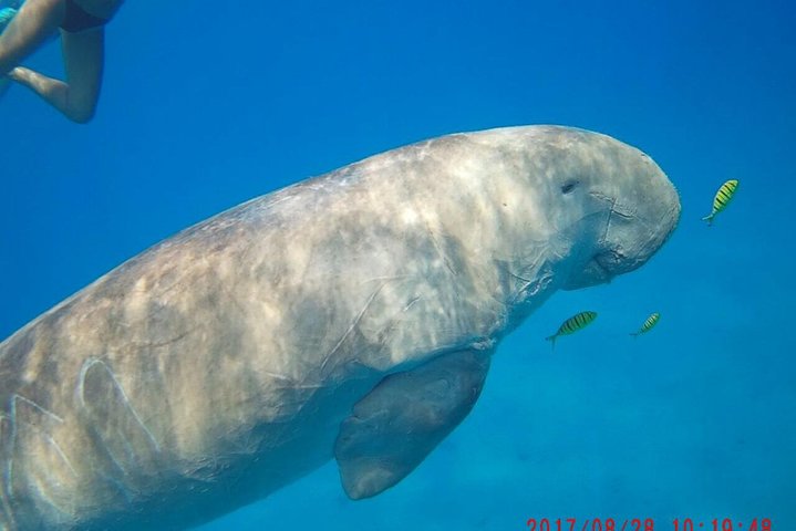 Dolphins and manatee in Abu Dabab from Hurghada - Image 1