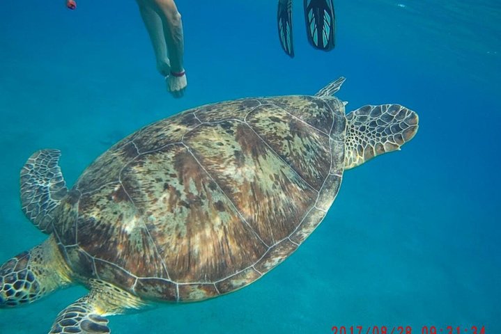 Dolphins and manatee in Abu Dabab from Hurghada - Image 2