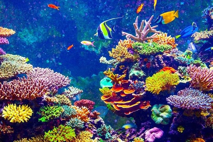 From Hurghada: Orange Bay Snorkeling Trip with Lunch - Image 5