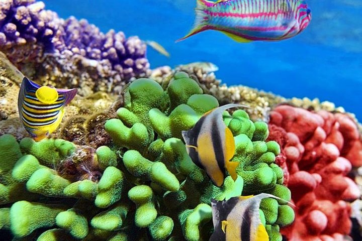 From Hurghada: Paradise Island Full-Day Snorkeling Tour - Image 5