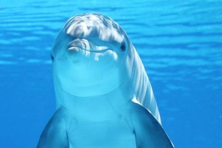 From Hurghada: Swimming with Dolphins Snorkeling Tour - Image 4